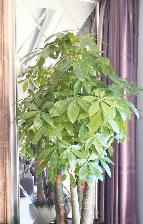 大堂摆放富贵花有什么寓意？如何选择合适的富贵花？
