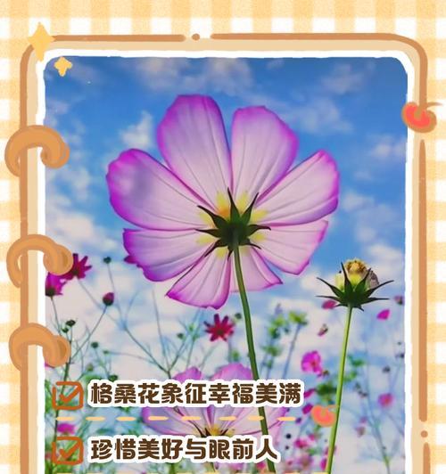 哪些花象征幸福？幸福的花语有哪些？