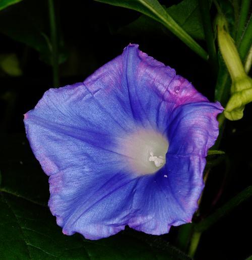 蓝色牵牛花有什么特别的含义？