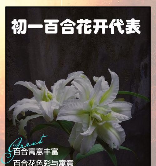 一朵吉祥金百合花的寓意是什么？