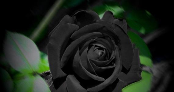 黑色的花通常代表什么？它们的含义有哪些？