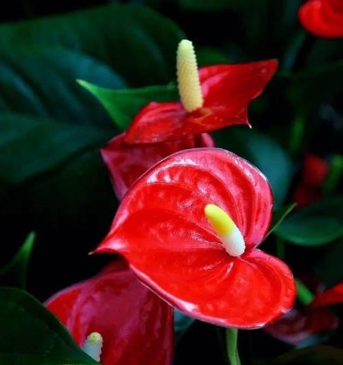 哪些花寓意祝福且外观好看？好看花卉的祝福寓意有哪些？