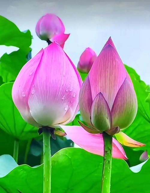 哪些花象征权力和富贵？它们的含义是什么？