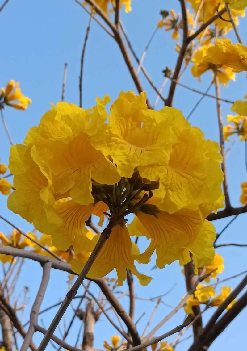 黄色花的花语是什么？黄色花朵的象征与寓意有哪些？