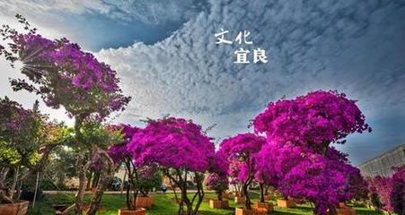 花街节的象征意义是什么？它代表了哪些花？