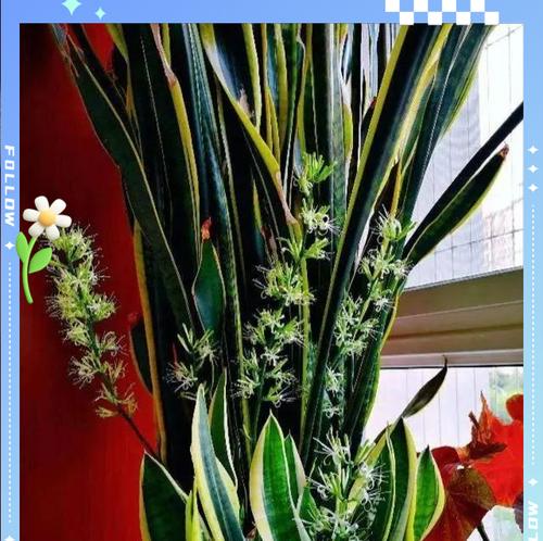 哪种颜色的花象征喜事？代表喜事的花有哪些？