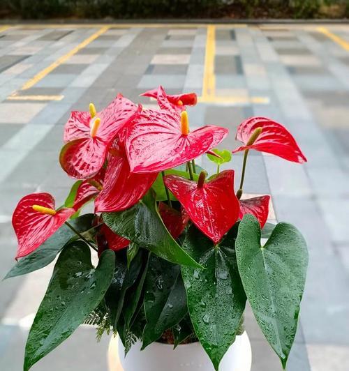 哪种颜色的花象征喜事？代表喜事的花有哪些？