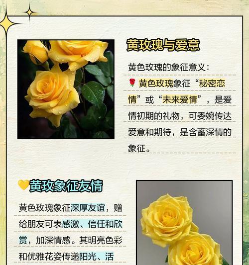 黄色花通常象征着什么样的性格特征？