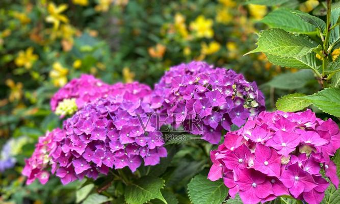 绣球花紫色代表什么？紫色绣球花的寓意是什么？