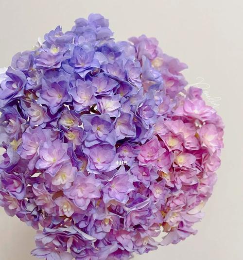 绣球花紫色代表什么？紫色绣球花的寓意是什么？