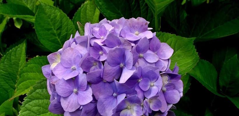 绣球花紫色代表什么？紫色绣球花的寓意是什么？