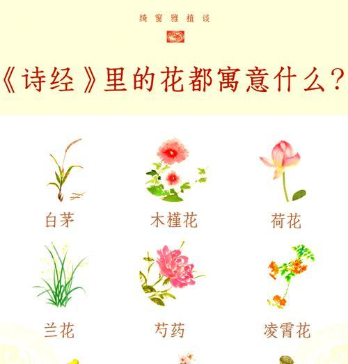 节日收到一朵花代表什么？花的寓意有哪些？