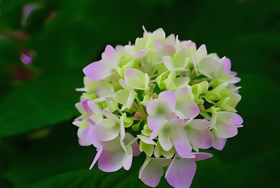 黄色的绣球花寓意是什么？绣球花颜色与含义的关系？
