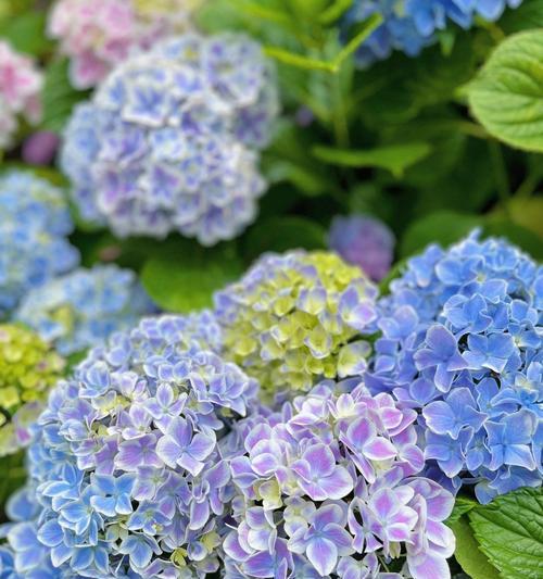 黄色的绣球花寓意是什么？绣球花颜色与含义的关系？