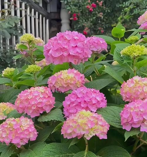 黄色的绣球花寓意是什么？绣球花颜色与含义的关系？