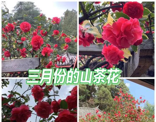 哪种花寓意发财富贵？富贵花有哪些选择514
