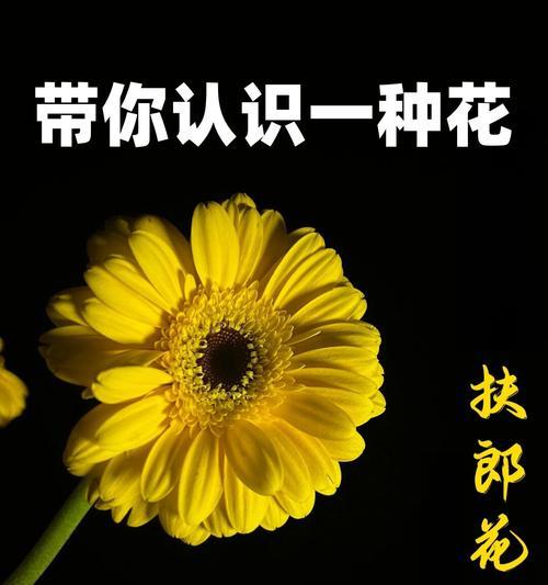 三支彩色花代表什么？每种颜色的花有何象征意义？