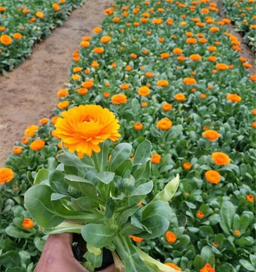 草花节通常有什么寓意？