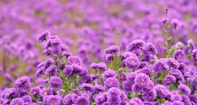 三色花中紫色花的花语是什么？紫色花的寓意有哪些？