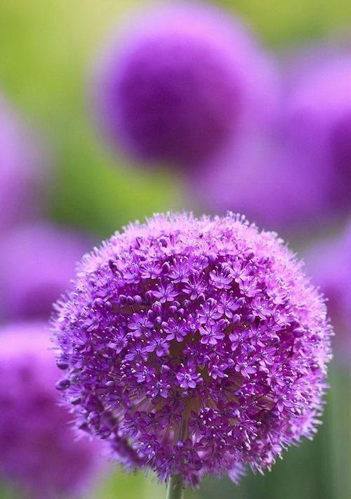 三色花中紫色花的花语是什么？紫色花的寓意有哪些？