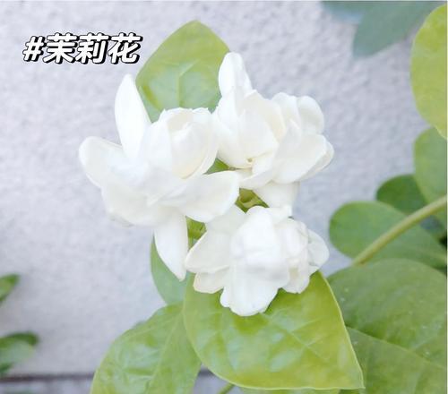 茉莉花象征爱情的花语是什么？如何挑选寓意美好的茉莉花？