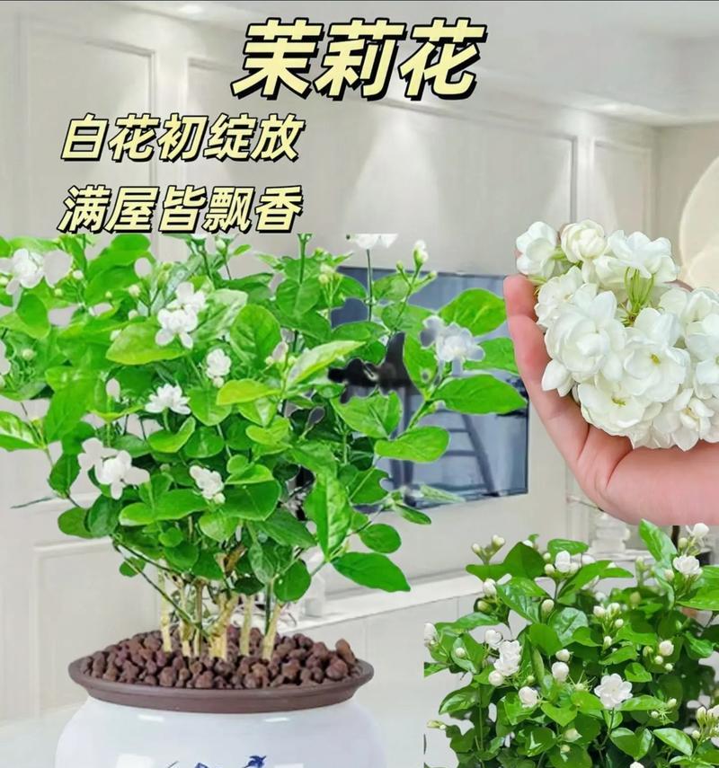 茉莉花象征爱情的花语是什么？如何挑选寓意美好的茉莉花？