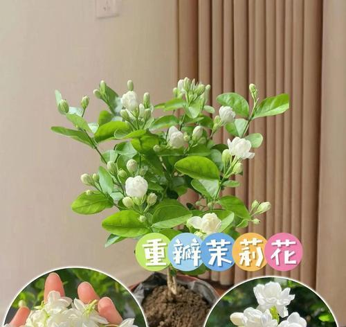 茉莉花象征爱情的花语是什么？如何挑选寓意美好的茉莉花？