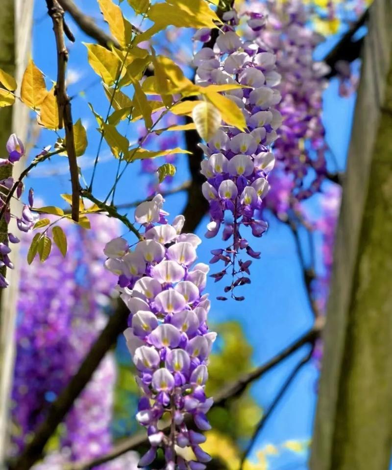 变节的花语是什么？变节代表什么花？