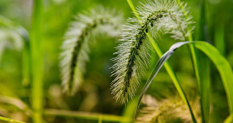 变节的花语是什么？变节代表什么花？
