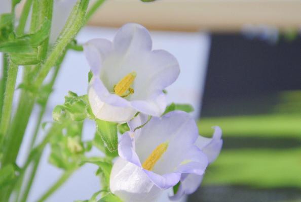 变节的花语是什么？变节代表什么花？