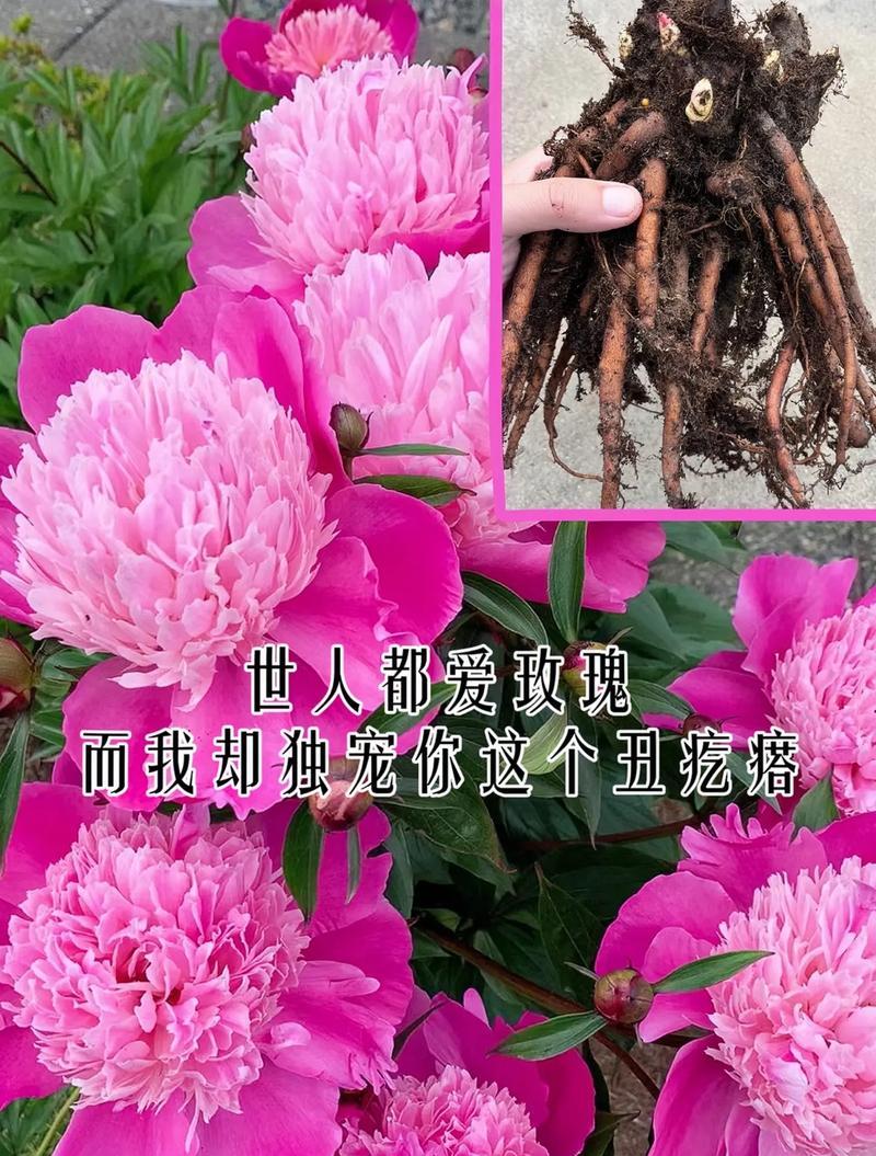 粉色花通常用于表白吗？它的花语是什么？