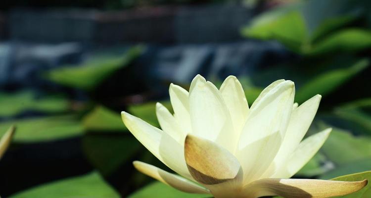 白莲花寓意爱情的花吗？它的象征意义是什么？