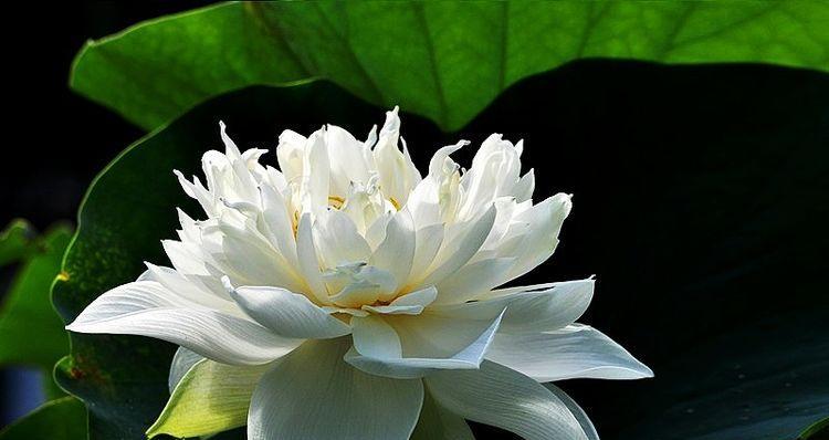 白莲花寓意爱情的花吗？它的象征意义是什么？