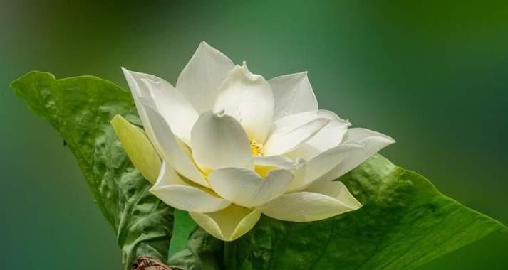 白莲花寓意爱情的花吗？它的象征意义是什么？