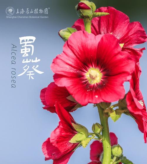 端午节的拼接花象征着什么？