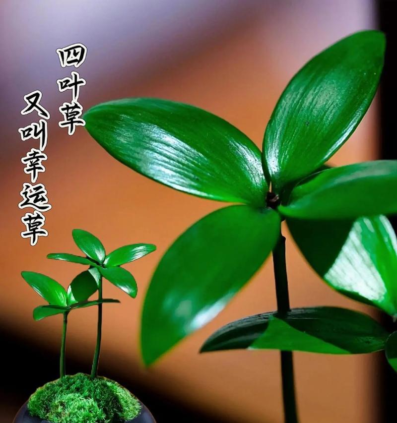 四叶草象征什么？寓意平安健康吗？