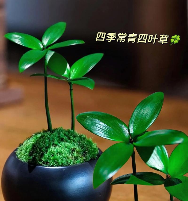 四叶草象征什么？寓意平安健康吗？