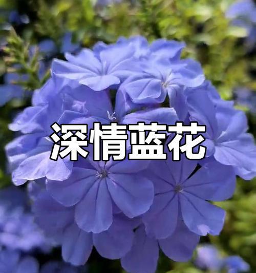 蓝花象征友情和爱情吗？蓝花有哪些特别的寓意？