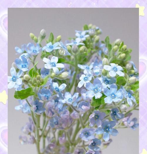 蓝花象征友情和爱情吗？蓝花有哪些特别的寓意？