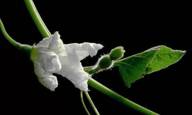 手捧花与葫芦花分别代表什么？