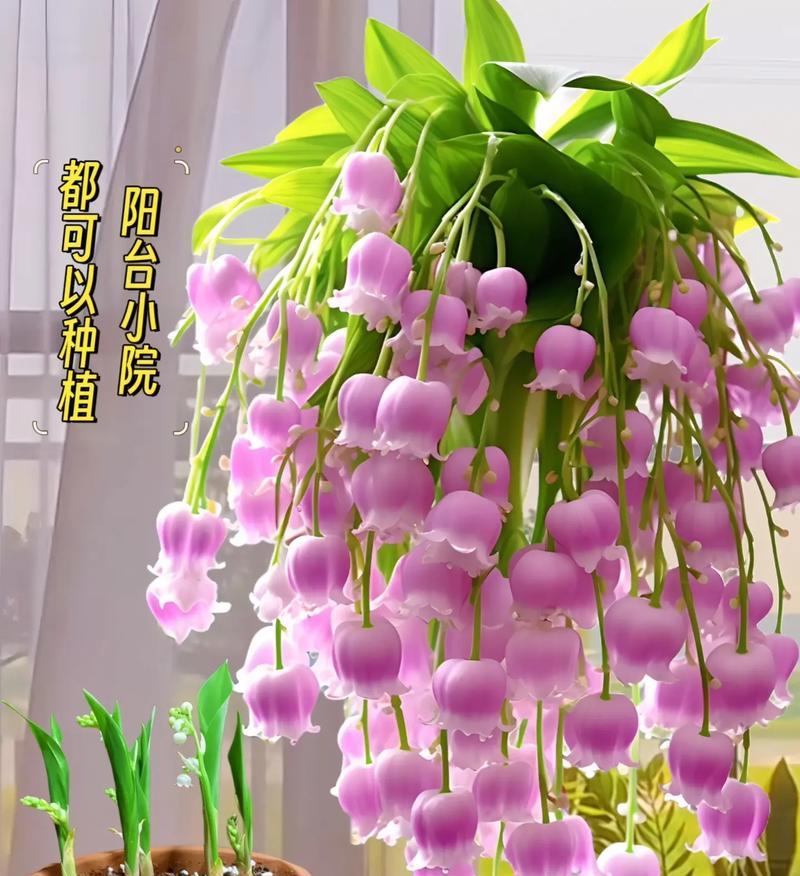 哪些花象征着幸福？