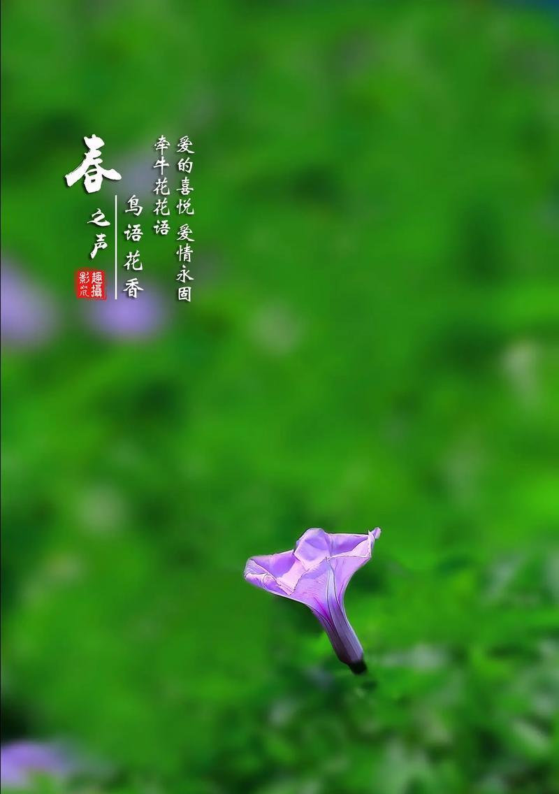 白色喇叭花的花语是什么？白色喇叭花寓意着什么？