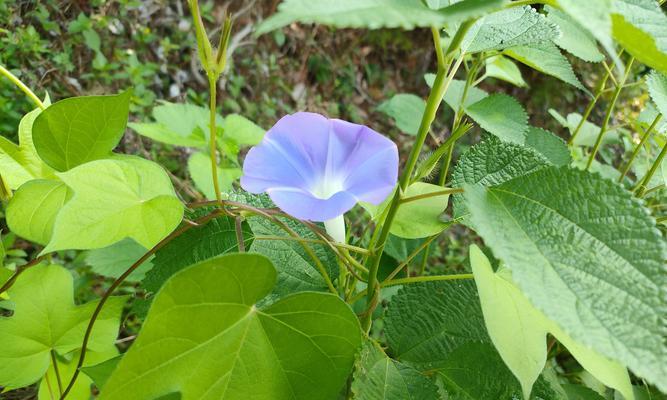 白色喇叭花的花语是什么？白色喇叭花寓意着什么？