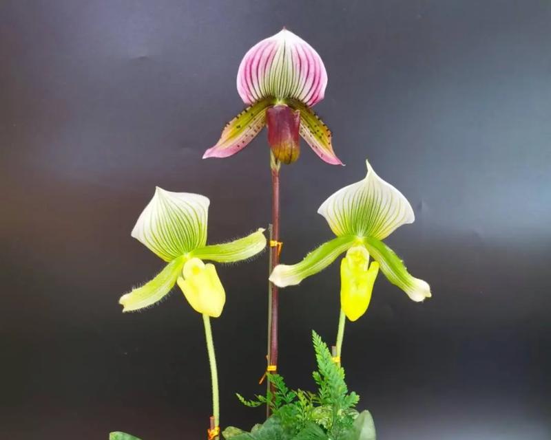 树莓色花型的寓意是什么？树莓色花型有何特别含义？