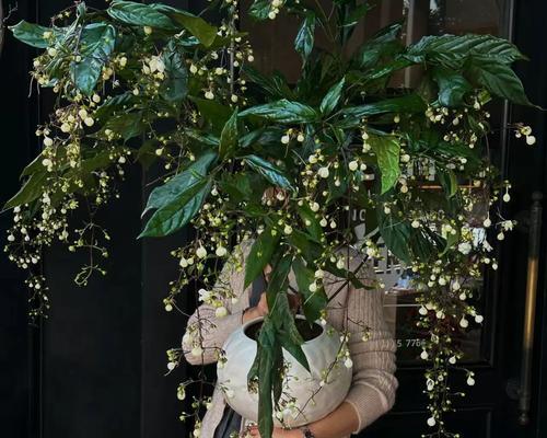 手捧细条丝花代表了什么？它的花语有何特别之处？