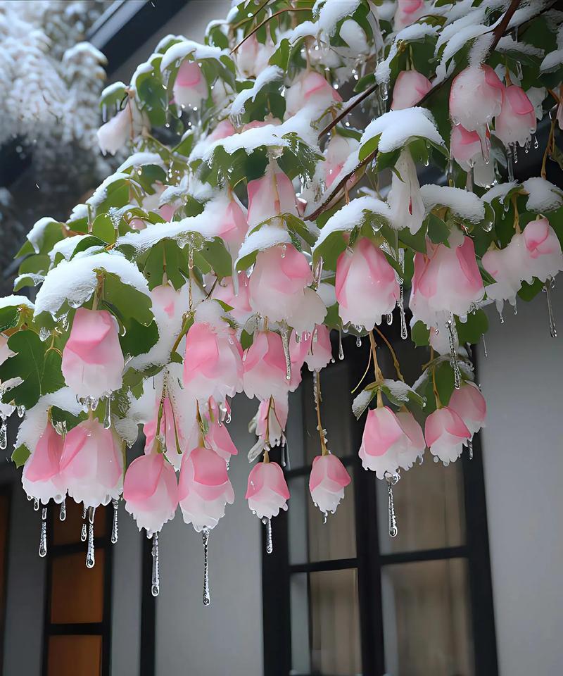手捧细条丝花代表了什么？它的花语有何特别之处？