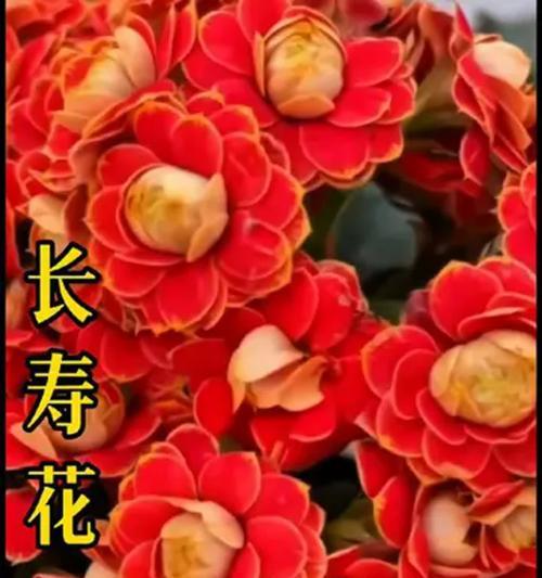 长寿花的寓意是什么？有哪些好听的网名推荐？