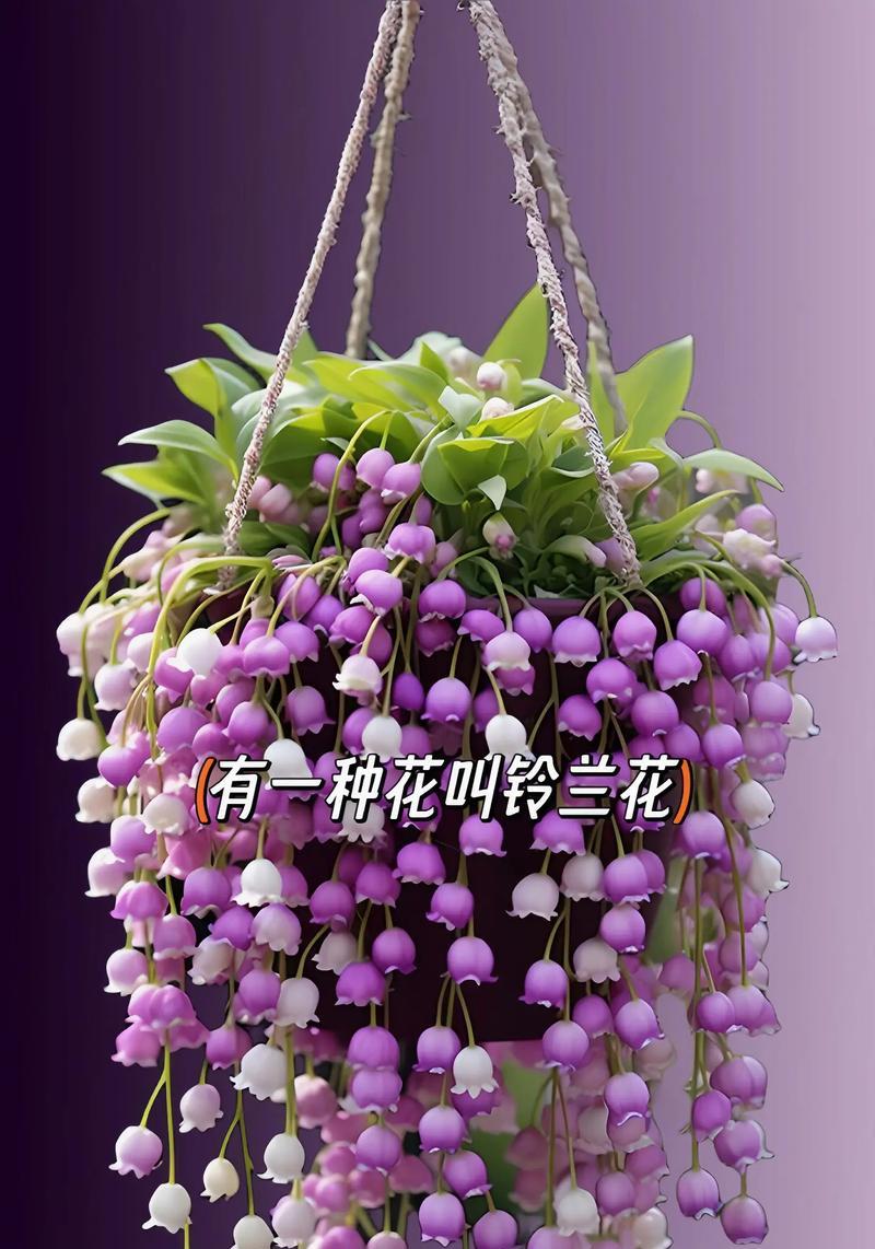 三种颜色的花组合寓意是什么？