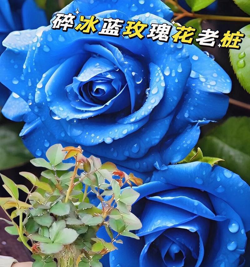 蓝色玫瑰花有哪些品种？蓝色玫瑰花的寓意是什么？