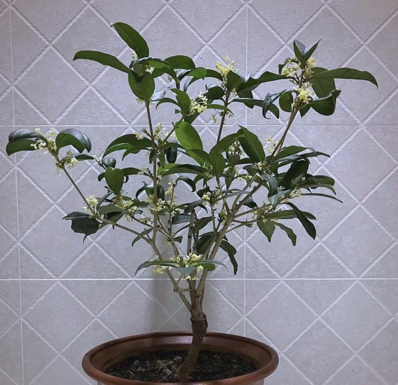 长寿寓意的花和树有哪些？它们各自代表什么意义？